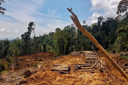 Sepanjang 2024, Tingkat Penggundulan Hutan di Indonesia Meningkat Lagi | National Geographic