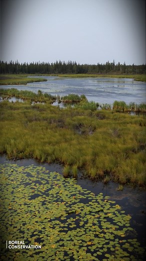 Today is International Day for Biological Diversity–the best kind of day to celebrate the Boreal Forest. 🌲 As the largest intact forest on the planet, the boreal is home to incredible biodiversity. From the lichen that covers arctic tundra, and the moss that spreads across forest floors, to iconic species like wolves, moose, and caribou that roam through the trees, and the birds that grace the skies above – the boreal is one of the last strongholds of wild nature left on the planet. Take a mome