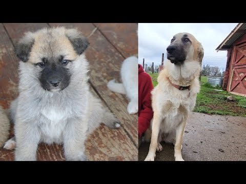 What you can expect with a Shepnees | Pros and Cons