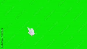 Wedding Dove - White Pigeon Bird with Golden Rings - Flying Around Loop - I - Green Screen - Realistic artistic 3D animation isolated on chroma key background