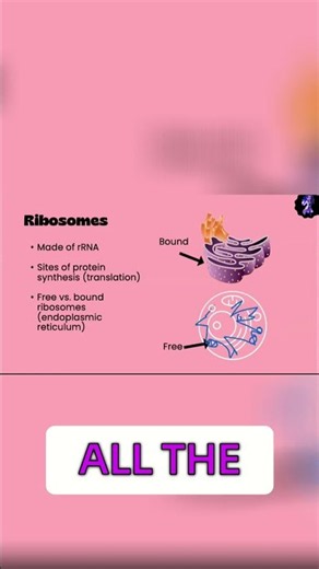 Ribosomes & ER: Decoding Cell Structure Explained
