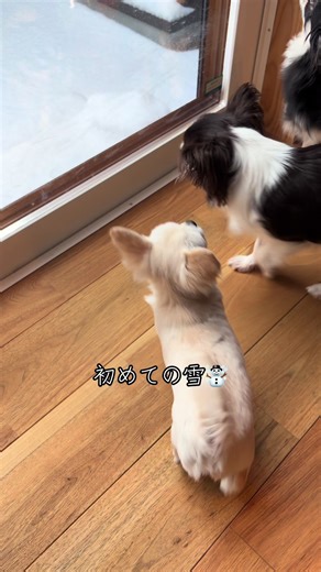 生後7ヶ月初めての雪☃️ #犬 #チワワ #犬のいる生活 #dog #犬好きと繋がりたい