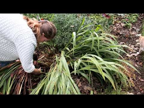 Crocosmia lifting and splitting in autumn - Burncoose Nurseries