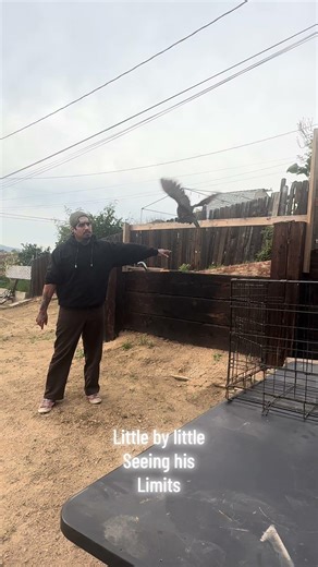 Trying to see his flying limits #rooster #fly #gallos #flying #farm #farmlife #fun #kikirikis #birds