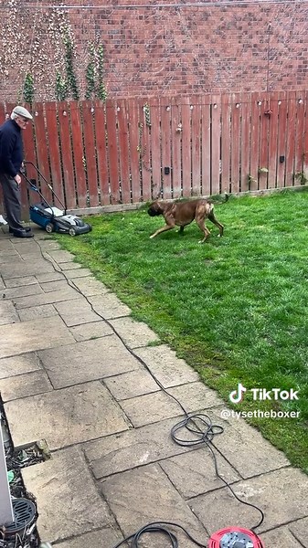 Fun Moments with Grandpa and Boxer Dog