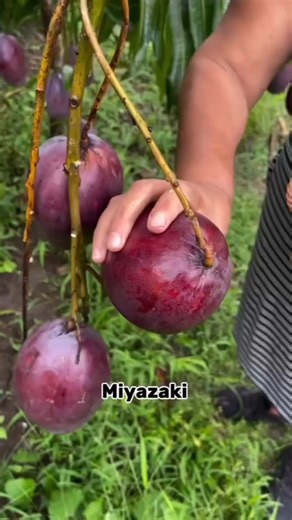 1.4M views · 25K reactions | Miyazaki Mango, also known as the “Egg...