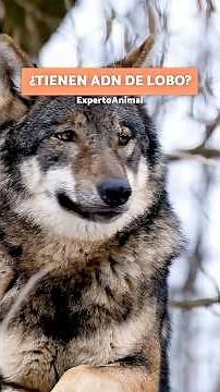 From huskies to chihuahuas, dogs still have wolf DNA 🐺🐶