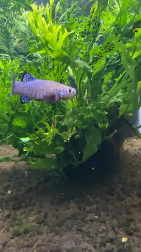 One of my new favorite fish! These are Iridescent Toothcarp (Aphanius Mento) and absolute stunners! Only issue is their insane water parameters required for breeding - but can be kept for display in medium hardness! #killifish #aphaniusmento #toothcarp #killie #dakuaquatics #aquariums #aquarium #aquariumhobby #fishtank #aquascape #aquariumfish #fish #aquariumlife #aquariumsofinstagram #aquascaping #freshwateraquarium #tropicalfish #fishkeeping #plantedtank #plantedaquarium #cichlids #natureaquar