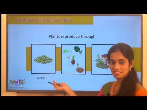 5th Class EVS (Science) - Growing Plants (Part 1)