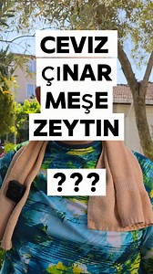 🌰 CEVİZ AĞACI (Juglans regia) 🔑 Vurucu Özellikler Beyne Benzeyen Meyve: Ceviz meyvesi insan beynine benzer ve hafıza güçlendirici etkisiyle bilinir. Uzun Ömürlü: 200–300 yıl yaşayabilir, dayanıklılığıyla bilinir. Antibakteriyel Özellik: Yaprakları doğal ilaç olarak deri hastalıklarında kullanılır. Gölge Vermez Sözü: “Ceviz ağacının dibinde uyuma” deyimi, köklerinin salgıladığı juglon maddesinden gelir. 📚 Kaynaklar Pollegioni, P., Woeste, K., & Chiocchini, F. (2017). Walnut: Past and future of