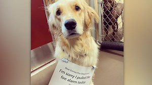 Watch golden retriever trigger a fire alarm at her doggie daycare
