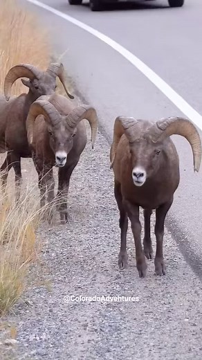 538K views · 5.1K reactions | Big Horn Sheep Butting Heads! I wonder if the 3rd one feels left out? Haha #bighorn #bighornram #bighornsheep #rams #ram #natgeo #natgeowild #natgeoyourshot #natgeotravel #natgeowildlife #adventure #wildlife #wildlifevideos #coloradowildlife #coloradoadventures #Colorado #explorepage #naturereels #explorereels #reelsvideo #reelsfb #fyp #animallover | Colorado Adventures | Facebook