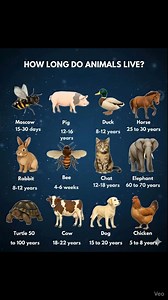 🌟 Ever wondered how long different animals live? Learning about animal lifespans is a fun and eye-opening way to understand the world around us—and it can be a great activity for kids, classrooms, or anyone who loves nature! 🌍💛 🧰 What You’ll Need A simple reference chart or list of animal lifespans Alternative: A quick internet search or a children’s science book. Notebook or note-taking app Alternative: Sticky notes, index cards, or your phone’s memo pad. Pictures of animals Alternative: Pr