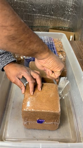 When the coco mulch drinks water like it’s been in the desert for years 🌴💧 👇🏼 Guess how long it took to absorb all that water? #satisfying #explorepage #explorepage✨ #fblifestyle | Foraging Fosters