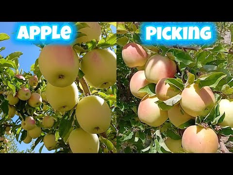Picking yellow apple in beautiful garden