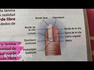 Estructura De La Uña 💅🏼
