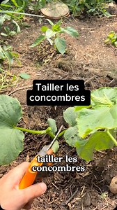 Tailler les concombres La taille sur les concombres permet d’accélérer l’arrivée des fleurs mâles et femelles et donc d’avoir des fruits plus rapidement. 🥒 Quand le plant a 5 feuilles je coupe au dessus de la deuxième 🥒 Comme le plant était beau j’ai mis la partie coupé dans de l’eau, première fois que je fais cet essai, en deux semaines j ai réussi à avoir des racines. J’ai replanté la bouture je vous dirai si ça donne bien. 🥒 Arrosage régulier , tous les 2/3 jours. Je laisse maxi 4 concombr