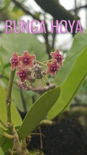 Hoya flower #hoya