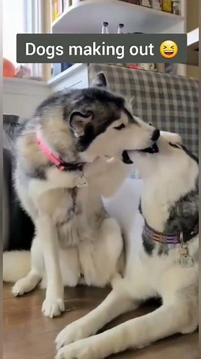 Dogs making out #shorts