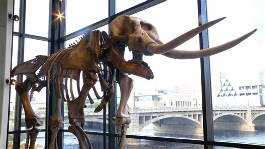 Grand Rapids Public Museum unveils mastodon found in West Michigan