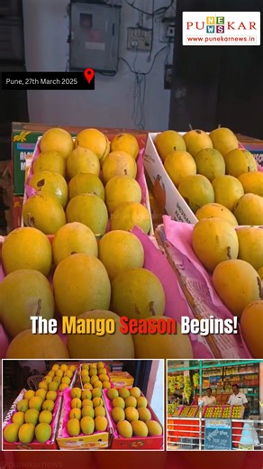 The Mango Season Begins: Pune Markets Abuzz with Devgad and Ratnagiri Hapus Reported By Rajesh Ghodke Pune, 27th March 2025: The arrival of summer brings with it the much-anticipated mango season, a time when Pune’s markets are filled with the rich aroma of the 'King of Fruits.' Among the varieties available, Devgad Alphonso (Hapus) and Ratnagiri Alphonso hold a special place in the hearts—and taste buds—of Punekars. Grown along the Konkan coast, these mangoes are prized for their distinctive ta