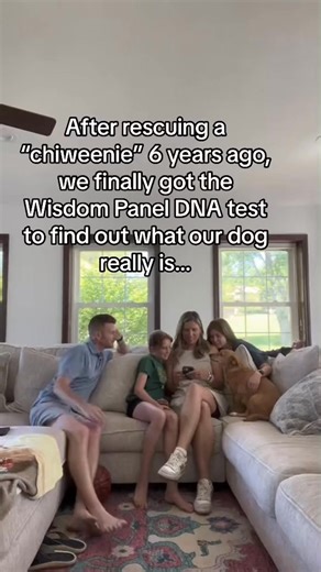 1.6K views | 3752.Turns out, this rescue was not a “chiweenie.” #dogdnatest #wisdompanel #chowchow #greatpyrenees | Emilynn Ford II | Facebook