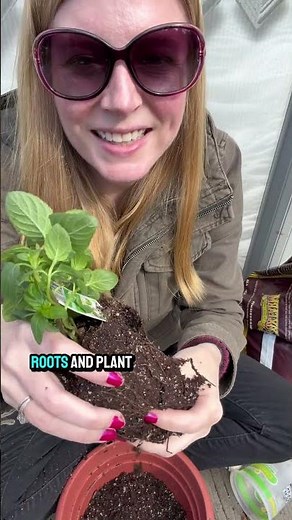 How To Plant Mint In Containers