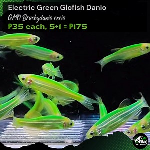 ELECTRIC GREEN GLOFISH DANIO | Got Fish