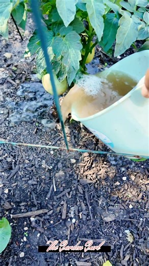 1.2K views · 21 reactions | Fish fertilizer for these tomatoes!  #fertilizer #tomatoes #garden #fypシ #fblifestyle #plants | Leny T Bardwell | Facebook