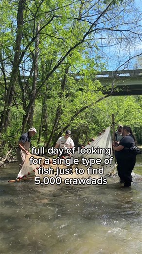 to be fair we also saw some redline darters #fish #fishing #biology | Conservation Fisheries, Inc.