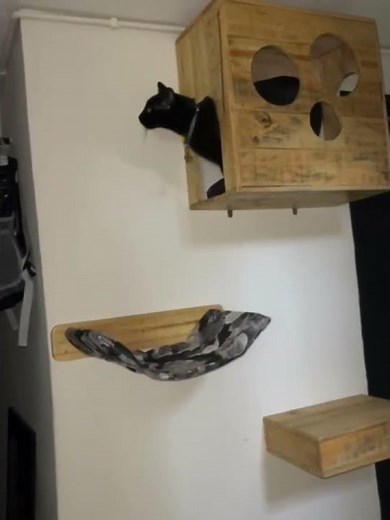 Gimnasio para gatos con dos estantería flotantes, camita y casita ideal para q tu gato se divierta