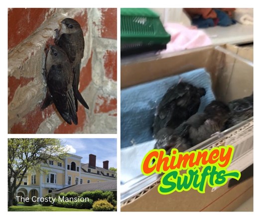 25K views · 357 reactions | THE CHIMNEY SWIFTS OF CROSBY MANSION -...