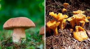 Champignons : Quelles sont les espèces les plus répandues en forêt ?
