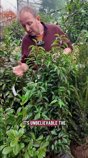 Portuguese Laurel Hedging Rootball - Caragh Nurseries