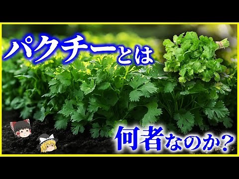 【ゆっくり解説】遺伝子レベルで嫌っちゃう…？「パクチー」とは何者なのか？を解説/葉と種子で“まるで別物”？パクチーが“好き”と“嫌い”を分ける科学