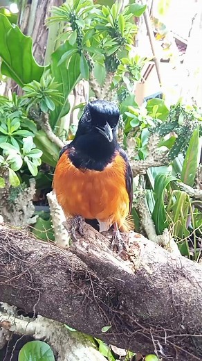 Suara burung yang sangat indah ❤️💕 | Suranto