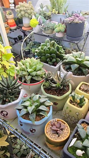 Haworthia collection 🌿🪴☘️ #bikolanahardinera #haworthia | Bikolanahardinera