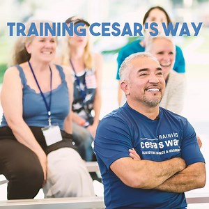 Training Cesar's Way is our way to change the world. It takes a pack and throughout my years it has been a pleasure to work together with you all to spread our mission of Better Humans, Better Planet through our natural, simple, profound approach. Our journey continues in Florida, December 6th-10th at the Country Inn Pet Resort & Animal Hospital #betterhumansbetterplanet More info: https://cvent.me/1mEbEb?RefId=TCW Facebook webslink | Cesar Millan