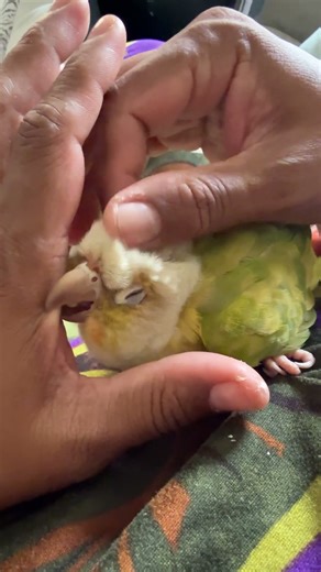 Tickle time😇 #birds #entertaininganimals #funnyanimal #parrot