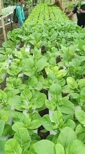 Tanam Sayuran dengan Sistem Hidrolik #hidroponik