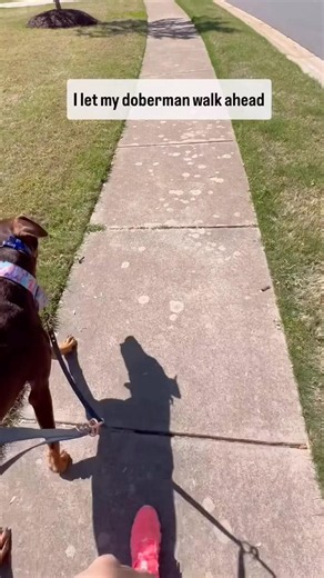 Dog walks ahead-read the description for more information ￼