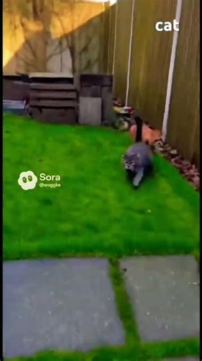 cat chasing cat #viral #viralvideo