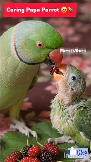 Caring Papa Parrot 🥹🦜 #Parrot #birds #pets #shorts #BestVibes