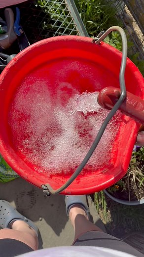 We do the same tasks everyday and they are always satisfying to complete! Clean water, clean stalls, feed, and repeat for happy healthy animals 🦋🦋🦋 | The Forever Farm
