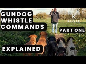 What Do Gundog Whistle Commands Actually Mean?