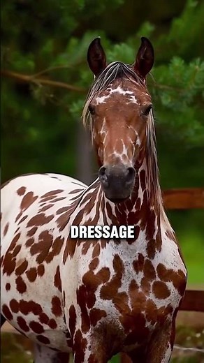 2 Unbelievable Facts About The Appaloosa Sport Horse #horse #horsebreed #equestrian #horsetype