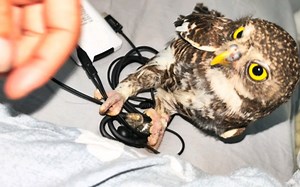 看看这家伙有多烦人！