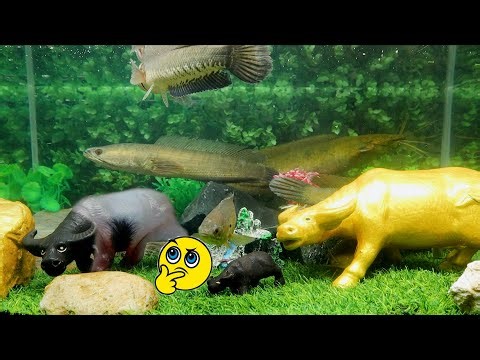 The Snakehead Fish Hides Behind the Buffalo to Hunt For Prey