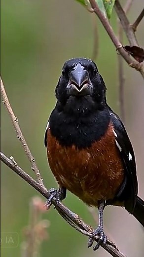Curió Canto Grego Solto na Natureza 🎶 Som Raro e Encantador #birds #naturezasurpreendente #aves