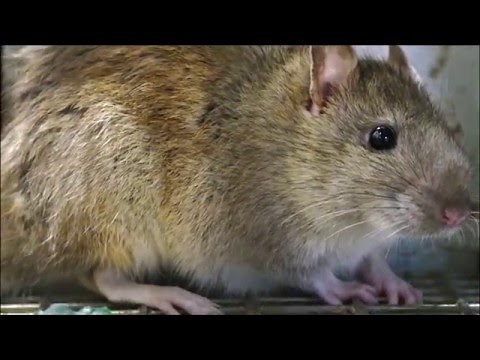 Rat Trap with a LIVE Norway RAT, my Best Bait, Rat Facts, Rat Noises